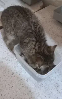 واگذار گربه دی اس اچ مامانی