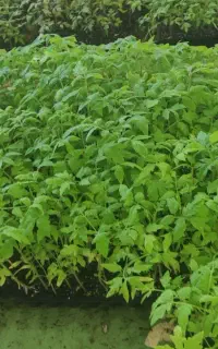 نشا گوجه فرنگی