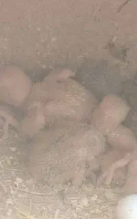 طوطی برزیلی کوتوله برزیلی