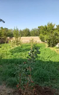 مشارکت در استخر ماهی