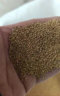 بذر یونجه همدانی.  گندم محلی جو محلی