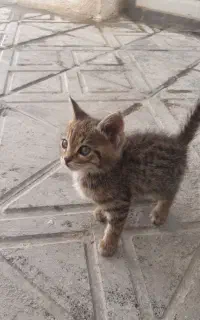 گربه