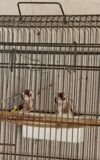 دو عدد سهره نرو ماده یک ماه قفس