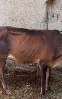 گاو چاغ کشتاری