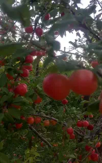 آلوچه ارزان مفت قرمز ماتیکی برا خوردن  لواشک شربت