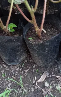 نهال تلخ هاروارد طلایی برای قلم زنی