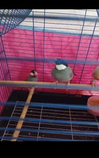 فنچ نرگسی