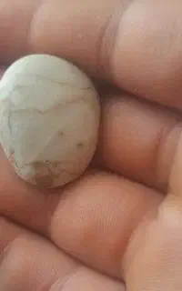سنگ باستانی