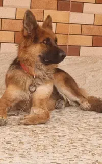 سگ ژرمن