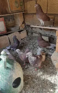 کبوتر