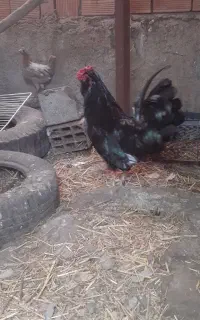 خروس گلین معاوضه