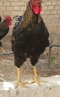 خروس بلک