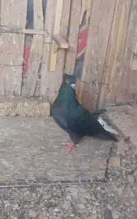کبوتر  کفتر