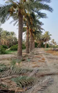نخل