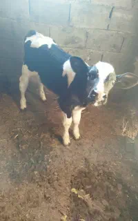 گوساله نر