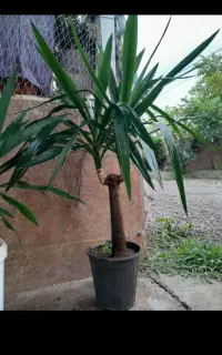 فروش گل یوکا