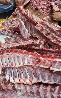 اسکلت و استخوان  راسته گوسفند