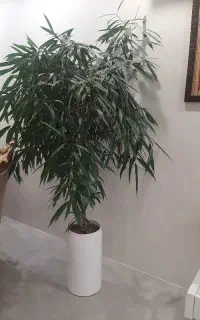 درختچه امستر