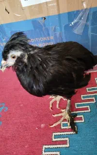 جوجه مرغ