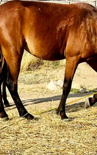 فروش دو راس مادیون به همراه کره اسب کوچک