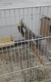 پرنده