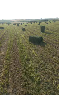 فروش یونجه