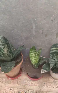 گل طبیعی سرحال