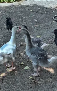 سه عدد جوجه غاز