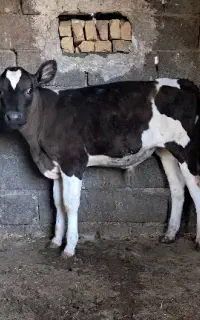 گوساله نر قطع شیر