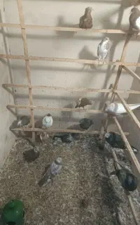 جوجه کفتر رنگی