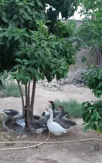 غاز دورگه
