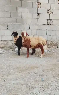 دوتا بره نرسرحال