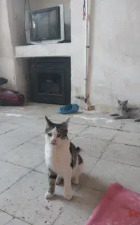 گربه هام گرسنه موندن