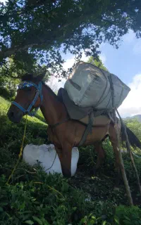 اسب سواری و باری به شرط.سن ۵ به ۶