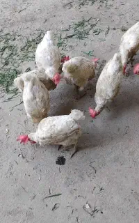 مرع تخمگذار
