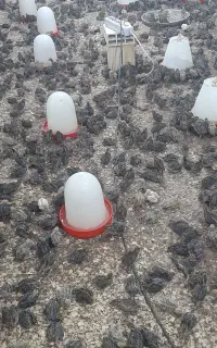 جوجه بلدرچین