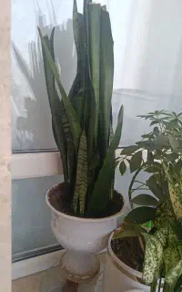 گل سانسوریا پر برگ و پاجوش