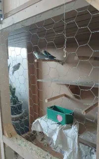 مرغ عشق