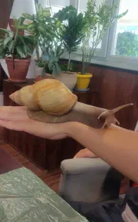 حلزون آچاتینا