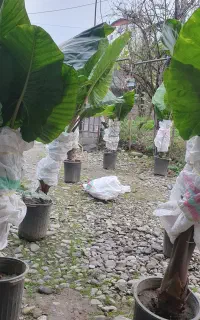 گل بابا آدم