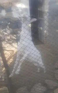 بز نر سانن