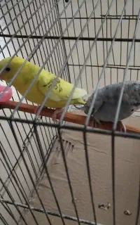 دو عدد مرغ عشق