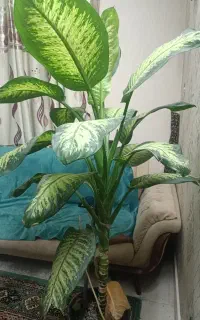 گل دیفن بزرگ