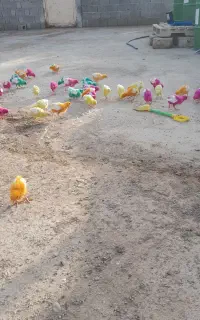 جوجه رنگی