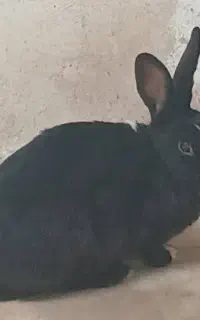 خرگوش بالغ ماده