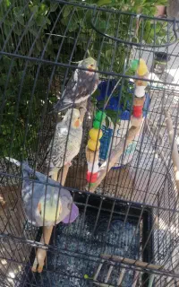 عروسی دوعدد نرویک عدد ماده