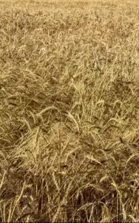 کاه بردسیر