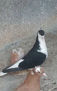 کبوتر سیاه