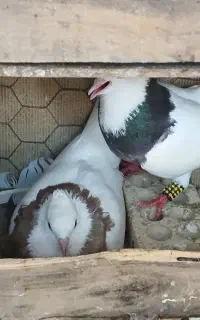 کبوتر توقی شرط جوجه گیری