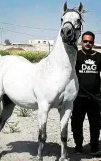 اسب شجره دار